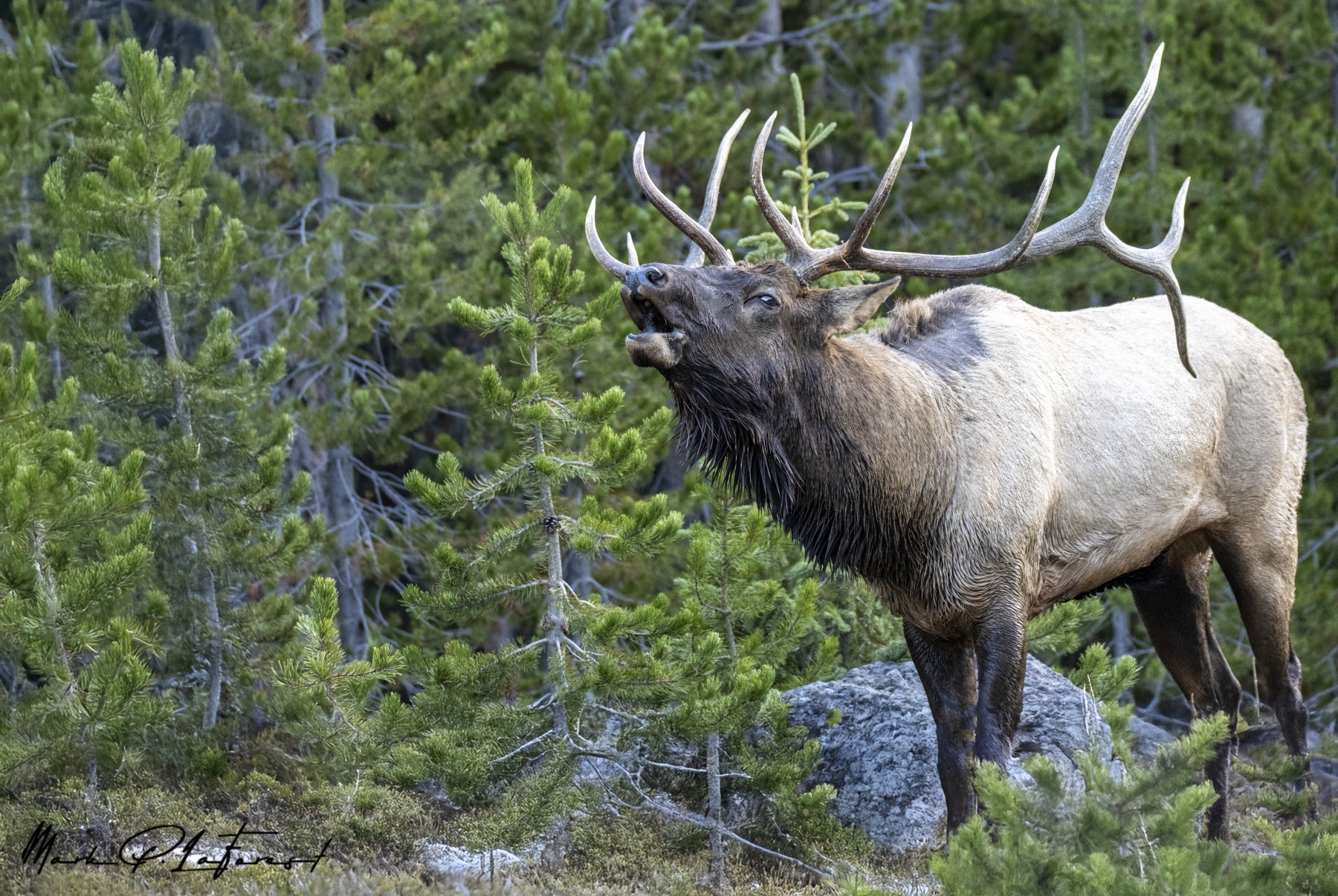 Bull Elk, Yellowstone National Park